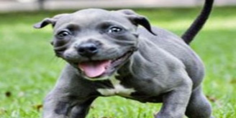 প্রভুভক্ত কুকুরের অনন্য দৃষ্টান্ত॥