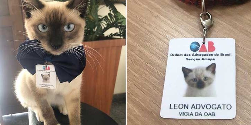 বার অ্যাসোসিয়েশনে চাকরি পেলো অসহায় বিড়াল