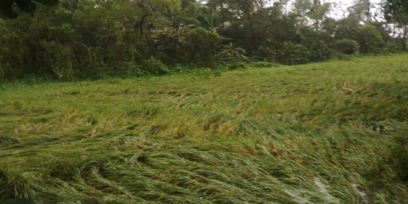 পশ্চিমবঙ্গে বুলবুলের তাণ্ডবে মৃত ৬॥ সোমবার আকাশপথে ক্ষতিগ্রস্ত এলাকা ঘুরে দেখবেন মুখ্যমন্ত্রী