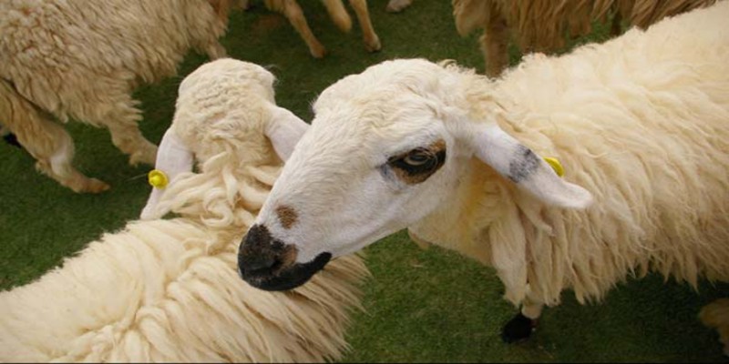 জোয়ারের পানিতে রামগতির বিচ্ছিন্ন চরে ৩৭৫ ভেড়ার মৃত্যু॥ ৪০লাখ টাকার ক্ষতি