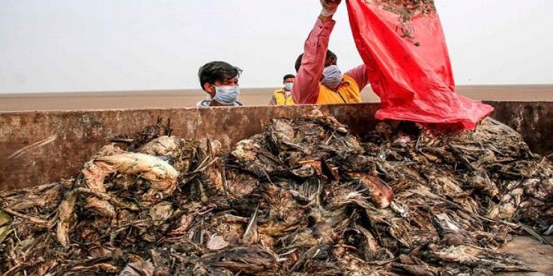 ভারতের রাজস্থানে হঠাৎ মারা গেল ১০ হাজার পাখি॥   