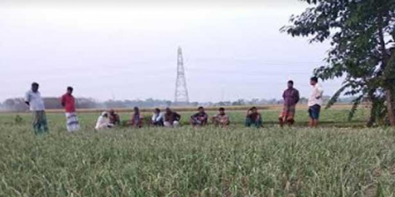 ভেড়ামারায় জমিতে বিষ দিয়ে পেঁয়াজ নষ্টের অভিযোগ॥