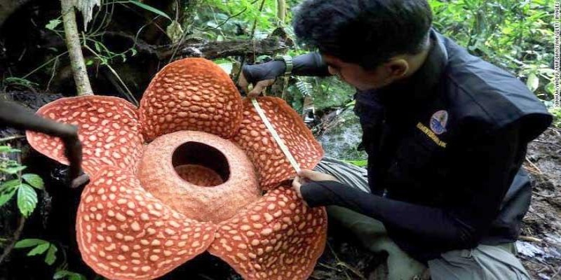 বিশ্বের সবচেয়ে বড় ফুল ইন্দোনেশিয়ার জঙ্গলে॥