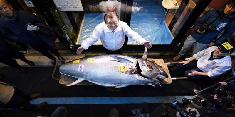 ২৭৬ কেজি ওজনের একটি টুনা মাছের দাম ১৫ কোটি টাকা॥