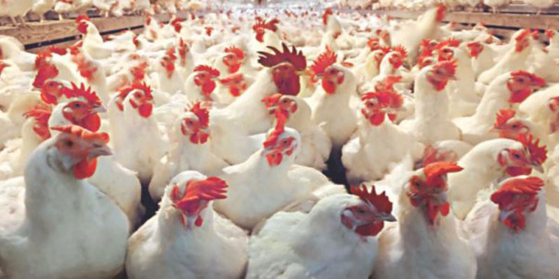 করোনা কবলিত চীনে হুবেই প্রদেশ॥ খাদ্য সঙ্কটে মৃত্যুর মুখে ৩০ কোটি মুরগি