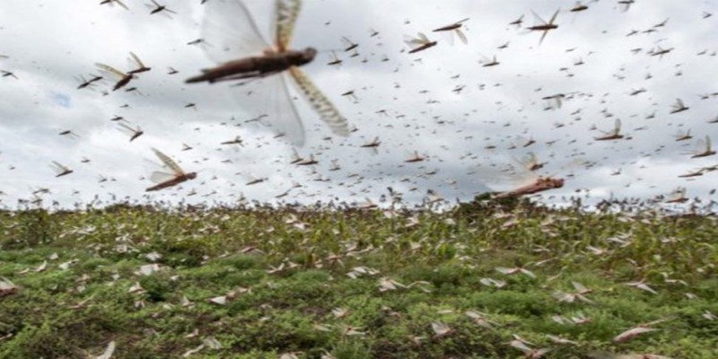 পোকার আক্রমণে পাকিস্তানে জরুরি অবস্থা জারি।।