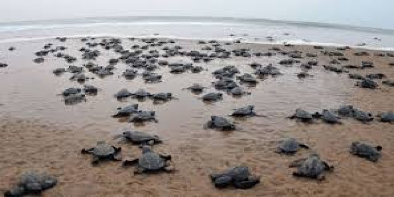 ভারতে মানুষের অনুপস্থিতিতে সৈকতে কচ্ছপের রাজত্ব॥