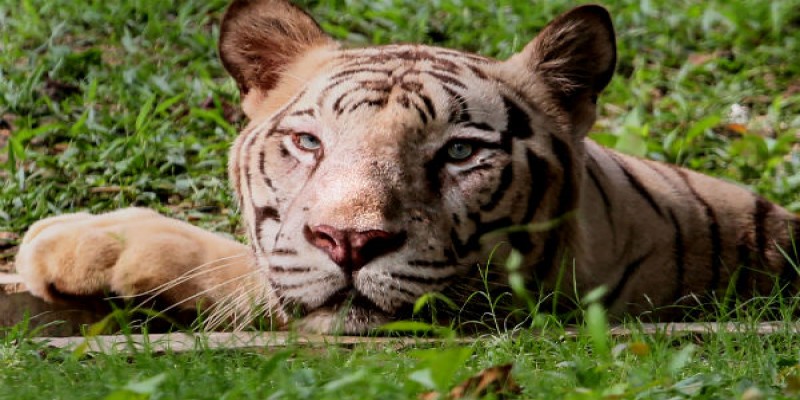 আমেরিকায় এবার বাঘের শরীরে পাওয়া গেল করোনা ভাইরাস॥