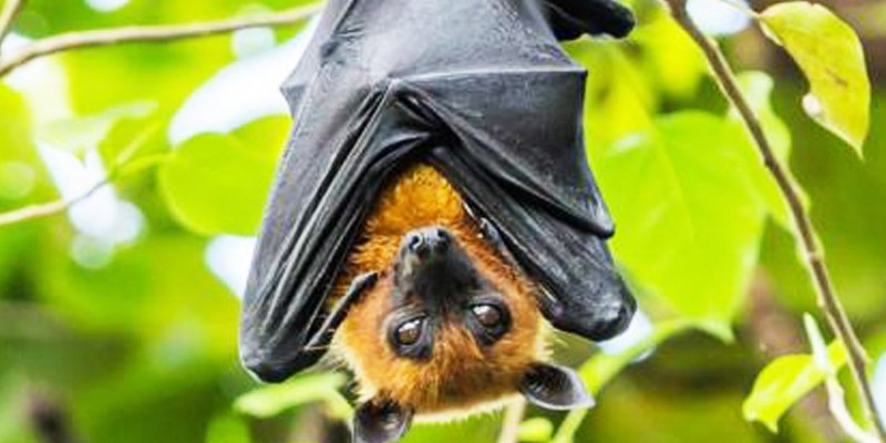ভারতে ২ প্রজাতির বাদুরের শরীরে মিলল করোনা ভাইরাস॥ আইসিএমআর এর রিপোর্ট