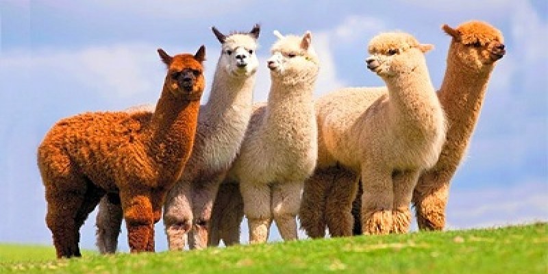 লামার শরীরে মিললো করোনা ভাইরাস নিষ্ক্রিয় করার এন্টিবডি॥