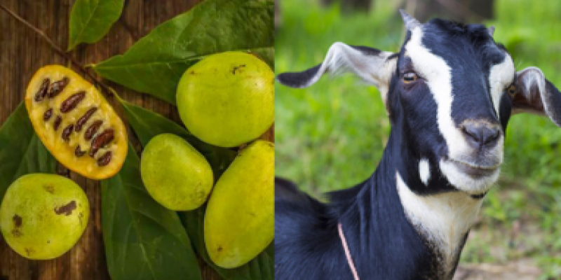 আবারও সামনে এল চাইনিজ কীটের ত্রুটি॥গাছের ফল ও ছাগলের করোনা টেস্টের রিপোর্টও পজিটিভ