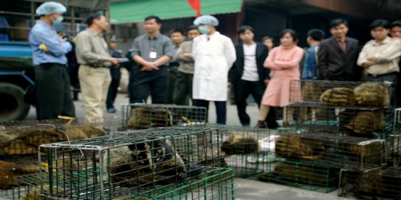 বাধ্য হয়েই বন্যপ্রাণীর ব্যবসা বন্ধ করতে মরিয়া চীন॥বাদ পড়ছে খাদ্য তালিকা থেকেও   