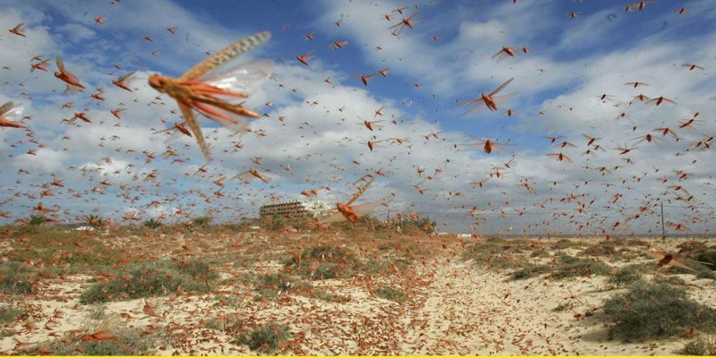 পাকিস্তান থেকে ভারতের রাজস্থান হয়ে দিল্লীর দিকে এগোচ্ছে পঙ্গপাল॥   