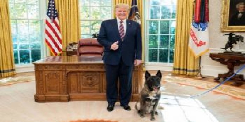 হিংস্র কুকুর দিয়ে শায়েস্তা করা হবে বিক্ষোভকারীদের॥ প্রেসিডেন্ট ট্রাম্প   