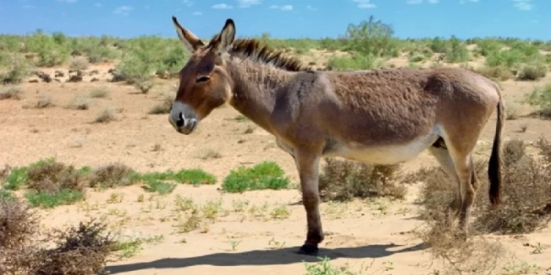 ভারতের তেলেঙ্গানায় ১লিটার গাধার দুধ বিক্রি হচ্ছে ৮হাজার ৫০ টাকায়॥