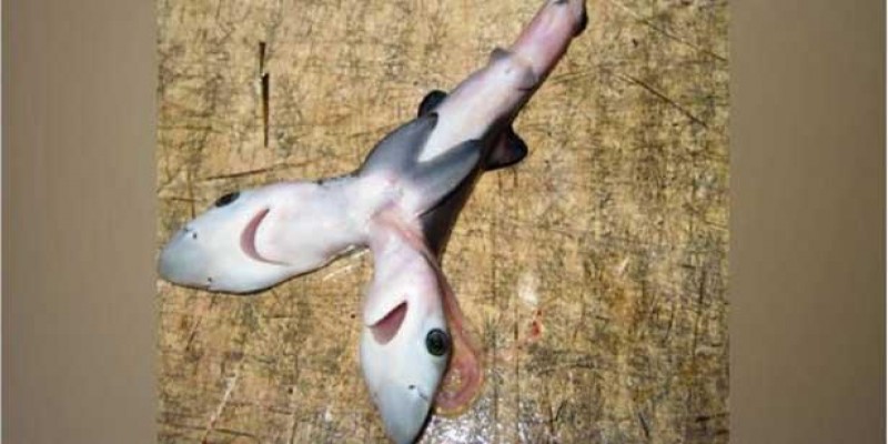 ভারতে দেখা মিলল বিরল দু’মুখো হাঙরের॥