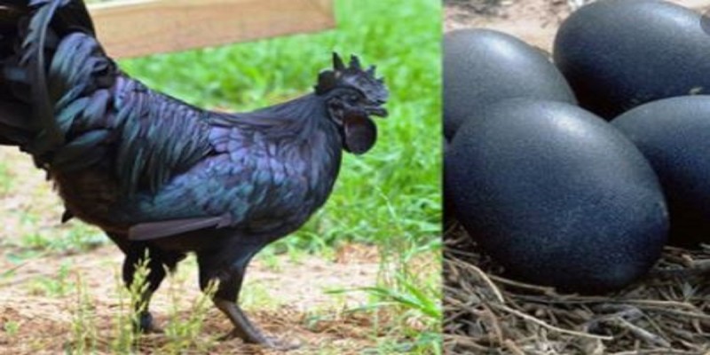 করোনা থেকে বাঁচতে ভারতের মধ্যপ্রদেশে কালো মুরগির চাহিদা তুঙ্গে॥
