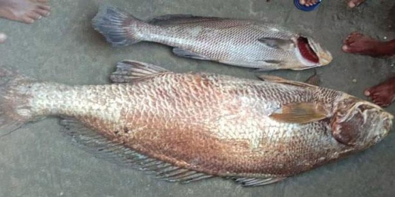 এক মাছের দাম ১ লাখ ৯১ হাজার টাকা।।