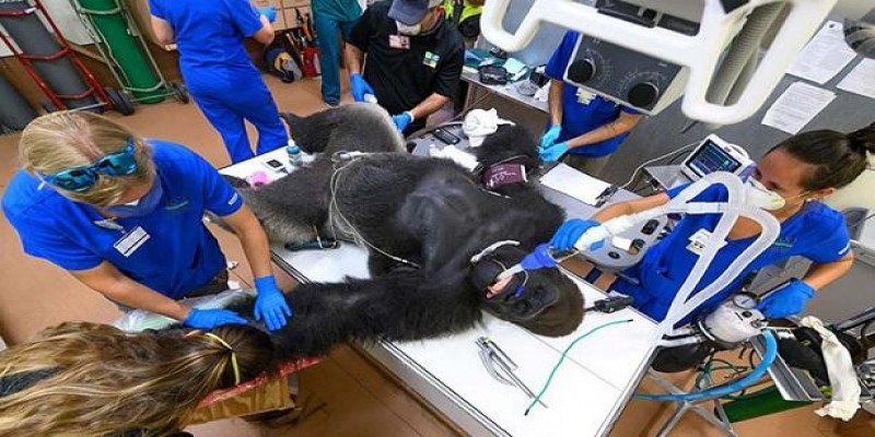 মার্কিন চিড়িয়াখানায় করোনার হানা॥ আক্রান্ত দুই গরিলা