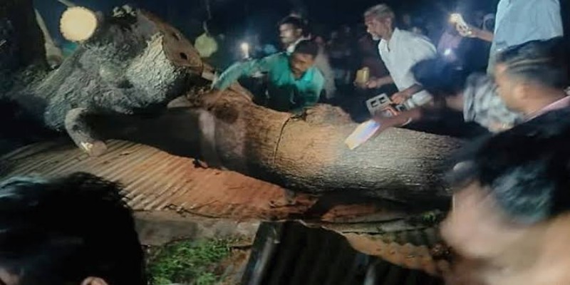 ভারতে গাছ উপড়ে পড়ে নিহত ৭।।