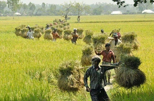 খুলনার বটিয়াঘাটা উপজেলায় আমনের বাম্পার ফলন ।। পাকা ধান কাটা শুরু