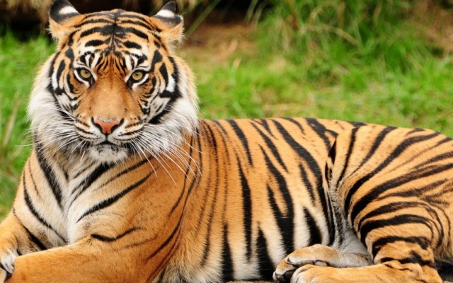 বিশ্ব বাঘ দিবস আজ