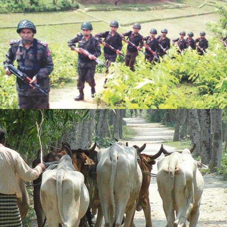 চোরাইগরুসহ কলারোয়া সীমান্তে পাঁচ বাংলাদেশি আটক