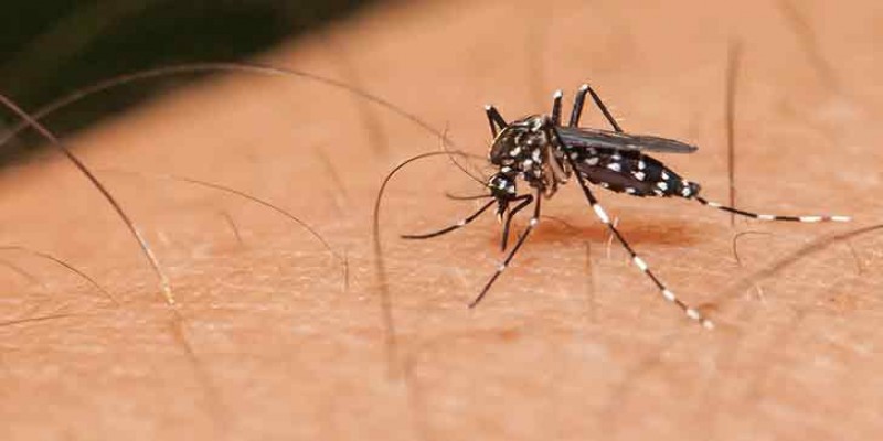 মশা ও মশাবাহিত রোগ বিনাশ করবে গুগল   