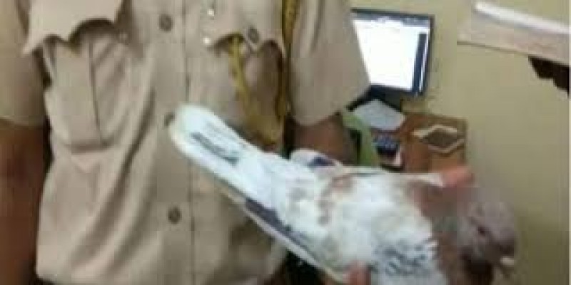 পাকিস্তানের গোয়েন্দা কবুতর আটক করল ভারত॥   