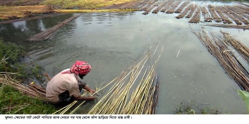 পাটকল বন্ধ হওয়ায় বাম্পার ফলনেও হাসি নেই উপকূলীয় জেলা খুলনার পাট চাষীদের॥
