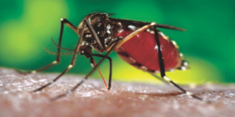 এডিস নিধন অভিযানে রাজধানীর ১১ ভবনকে জরিমানা॥