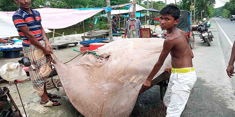 বাগেরহাটে ১০ মণের শাপলাপাতা মাছ শিকার॥ খুচরা বাজারে কেটে বিক্রি