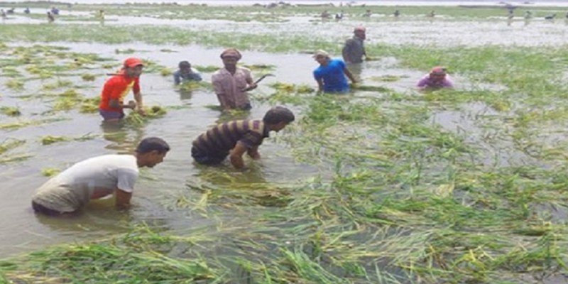 সিলেট ও সুনামগঞ্জে বন্যা পরিস্থিতি অপরিবর্তিত ।। বাড়ছে পানিবন্দী মানুষের দুর্ভোগ