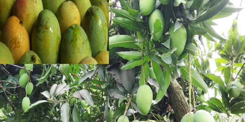 অস্তিত্ব প্রমাণে ‘ফজলি আমের’ ডিএনএ পরীক্ষা।।