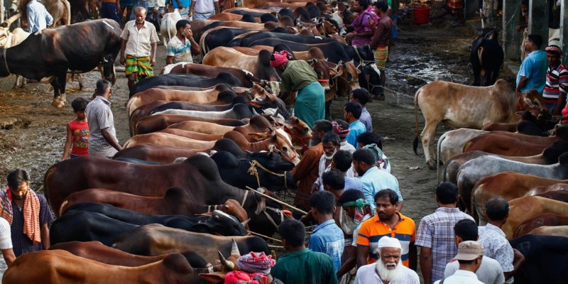 সারা দেশে ৪৪০৭টি পশুর হাট, মানতে হবে স্বাস্থ্যবিধি ।।স্বরাষ্ট্রমন্ত্রী