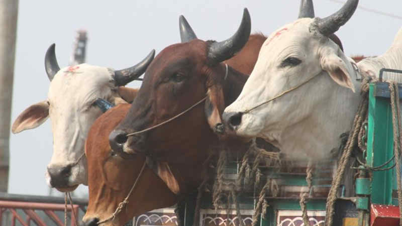 এবার বগুড়ায় গরু বোঝাই ট্রাক লুট, এক সন্দেহভাজন আটক।।   