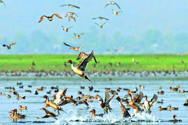 পাখিটার বুকে যেন তীর মেরো না, ওঁকে গাইতে দাও........   