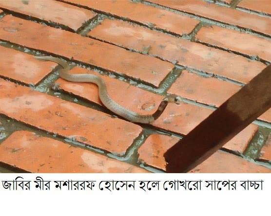 জাবি ক্যাম্পাসে সাপের উপদ্রব ।।